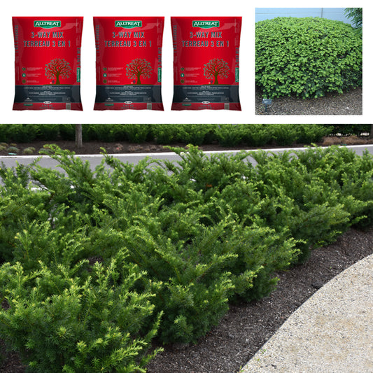 Dense Yew Garden Bundle