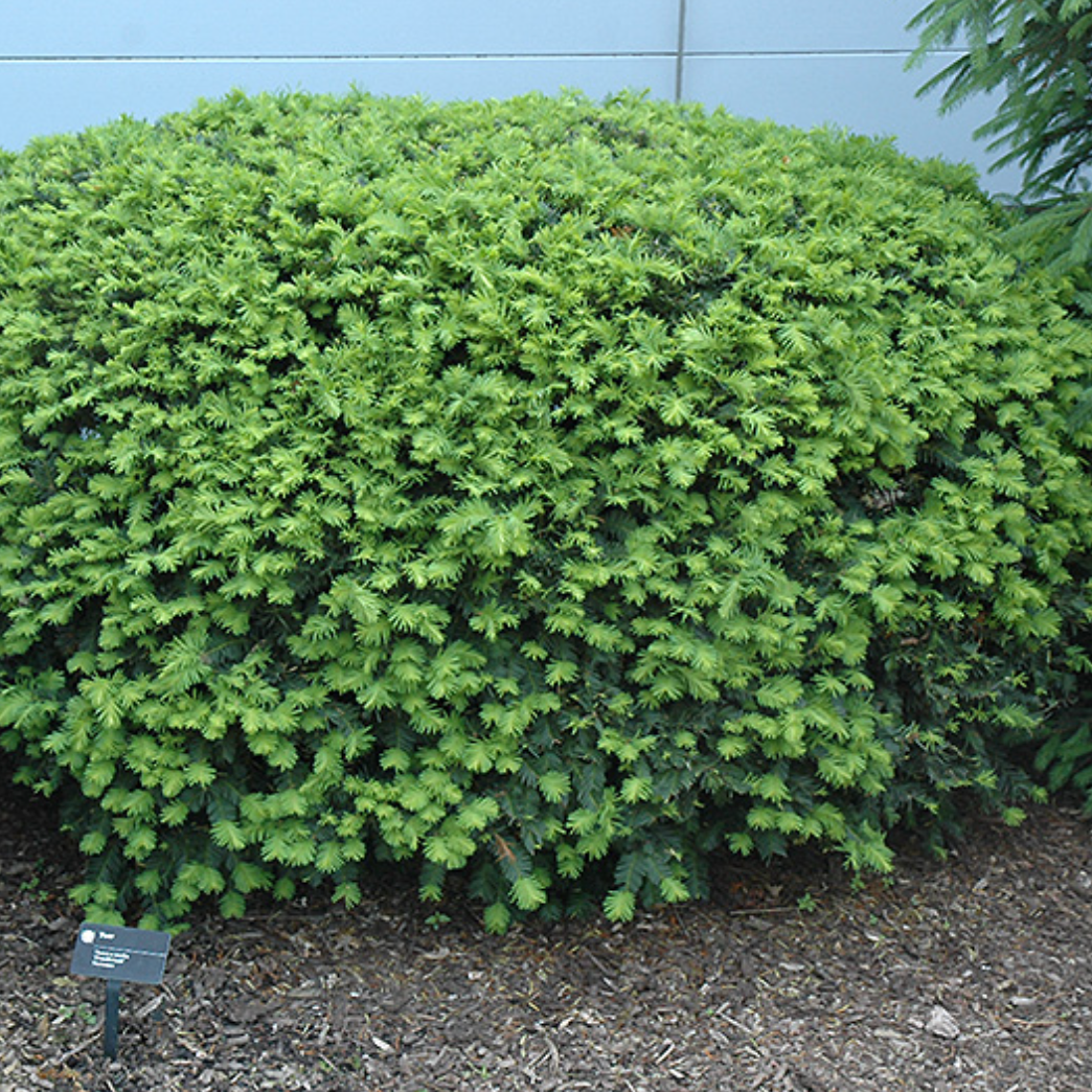 Dense Yew Garden Bundle