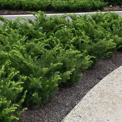 Dense Yew Garden Bundle