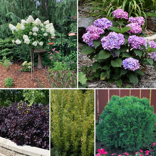 Hydrangea Garden Bundle