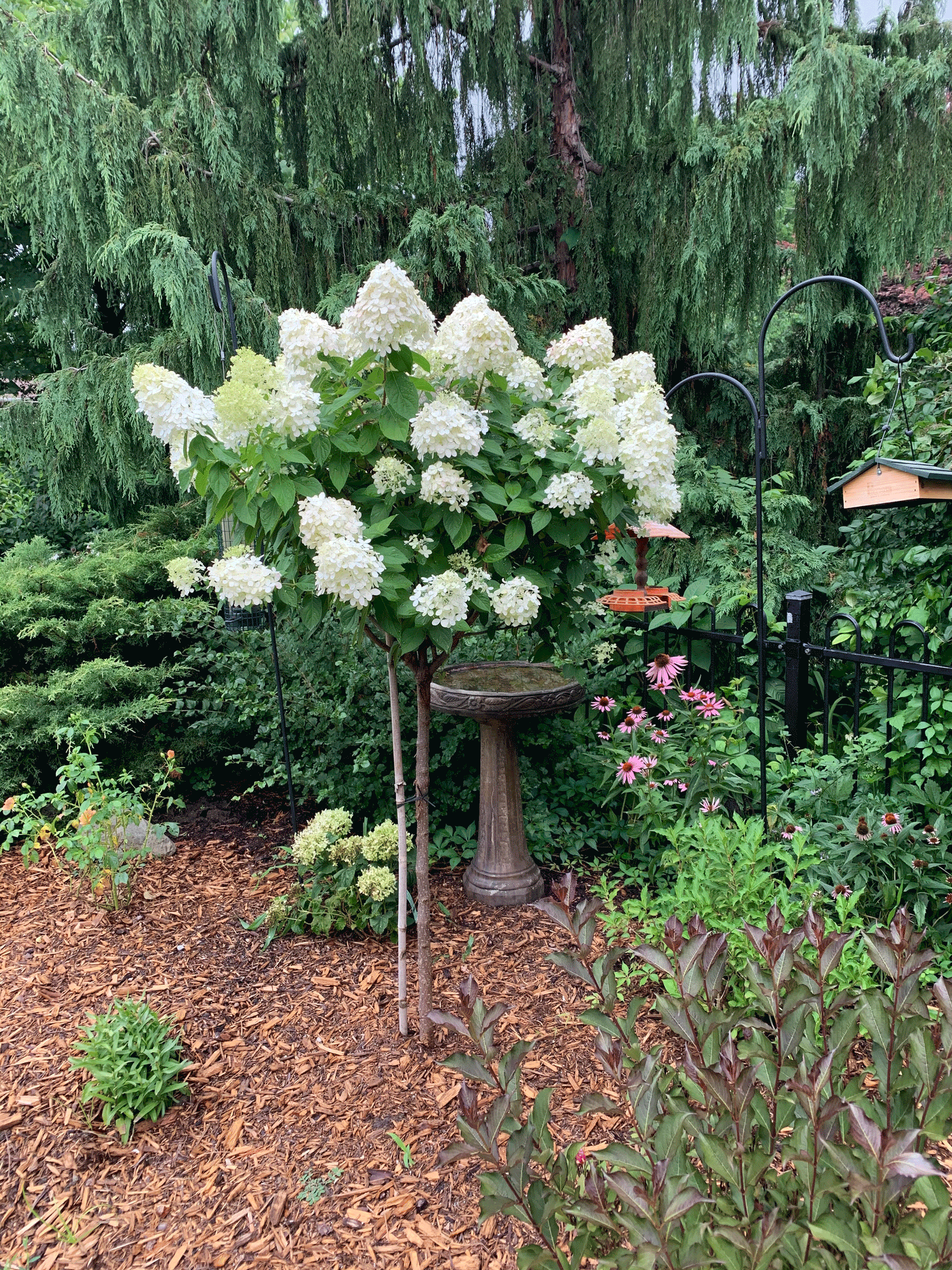 Hydrangea Garden Bundle