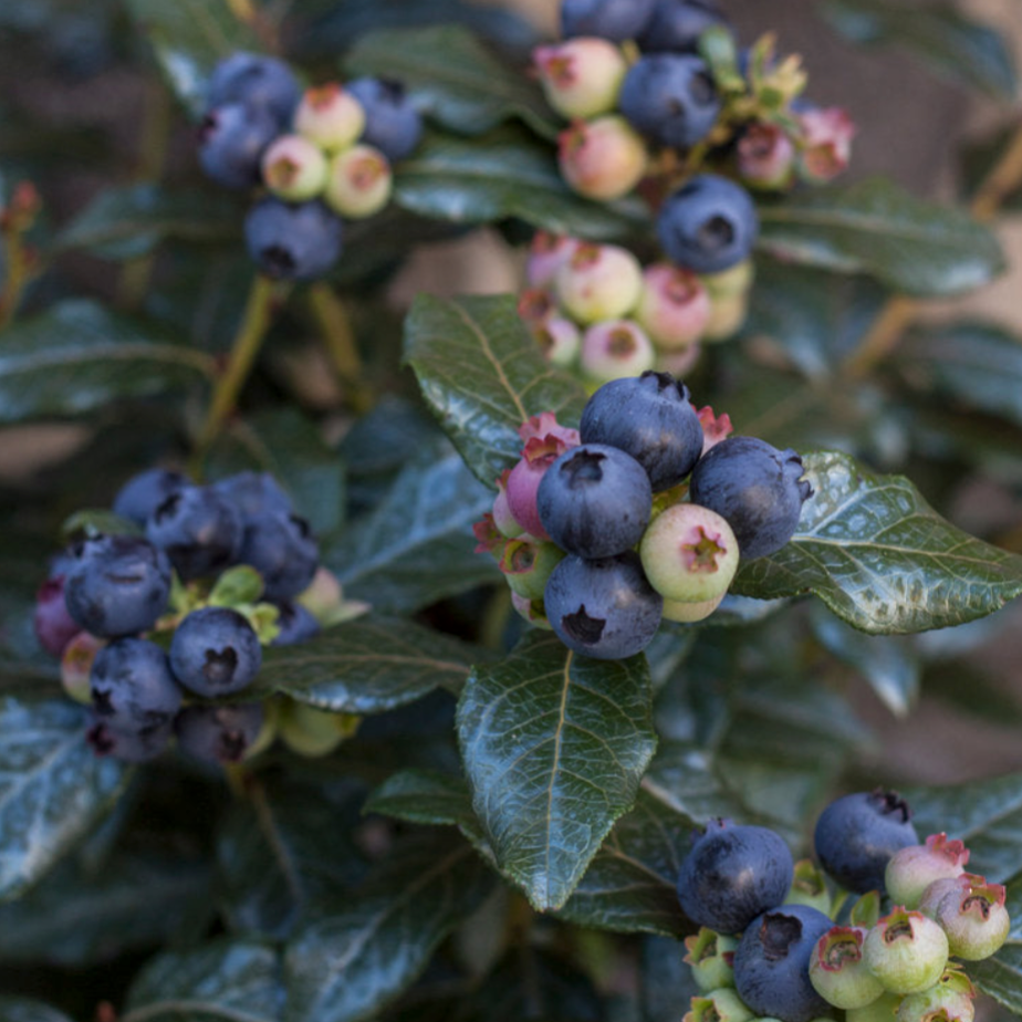 Bushel & Berry Blueberry 'PERPETUA"  (product # 14588)