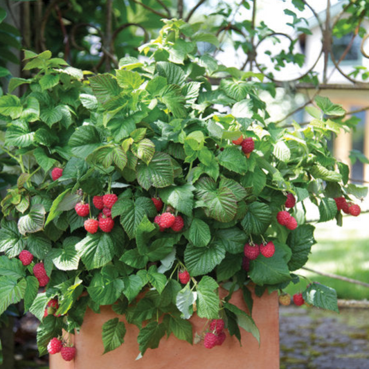 Bushel & Berry "RASPBERRY SHORTCAKE" (product # 23842)