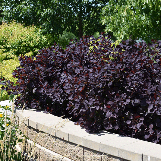 Hydrangea Garden Bundle