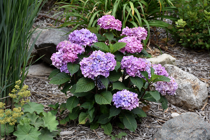 Hydrangea Garden Bundle