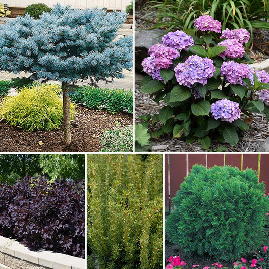 Deluxe Blue Spruce Garden Bundle