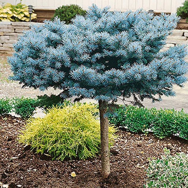 Deluxe Blue Spruce Garden Bundle