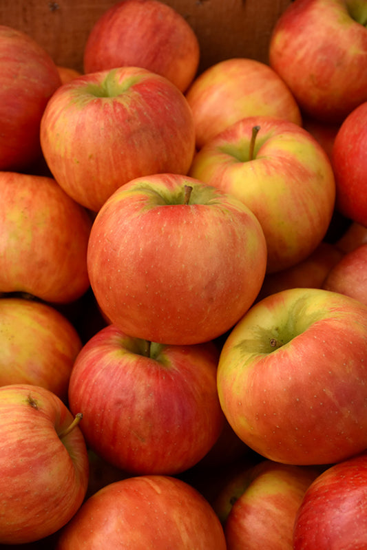 Apple Tree 'Honeycrisp' (PLU 47111)