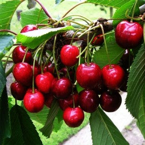 Sweet Cherry Tree - 'BING' (PLU 13055)