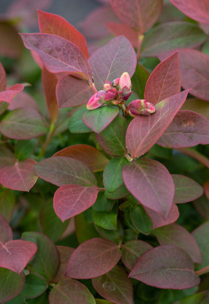 Blueberry - Bushel & Berry 'PEACH SORBET' (PLU 14589)