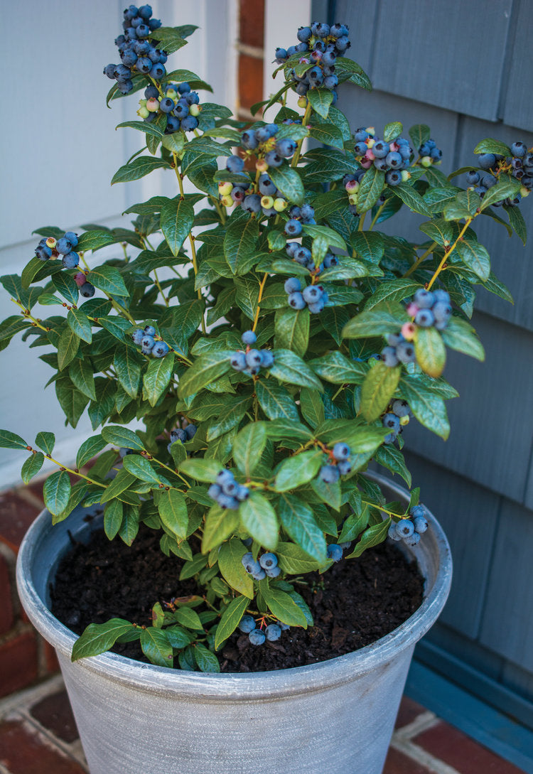 Bushel & Berry Blueberry 'PERPETUA"  (product # 14588)