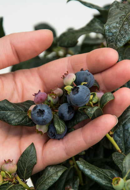 Bushel & Berry Blueberry 'PERPETUA"  (product # 14588)