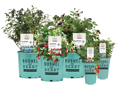 Bushel & Berry "BERRYBUX" (product # 22435)