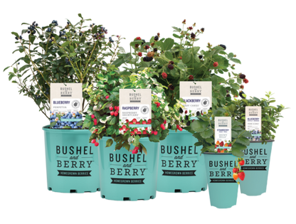 Bushel & Berry "BERRYBUX" (product # 22435)