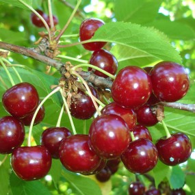 TART DWARF BUSH CHERRY - 'VALENTINE' (PLU 13046)