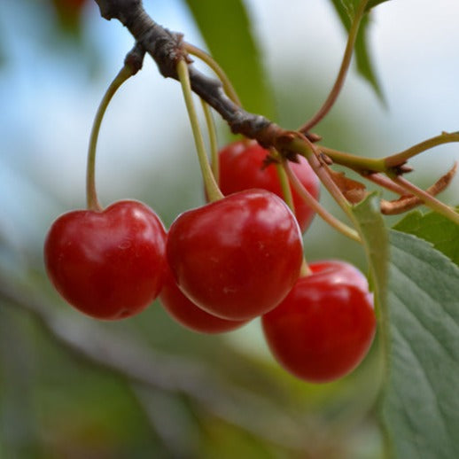 Tart Cherry Tree - Montmorency (PLU 13058)