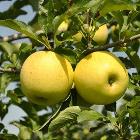 Apple Tree - 'YELLOW DELICIOUS'  aka 'Golden Delicious' (Plu 13053)