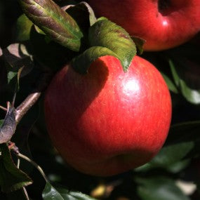 Apple Tree 'Honeycrisp' (PLU 47111)