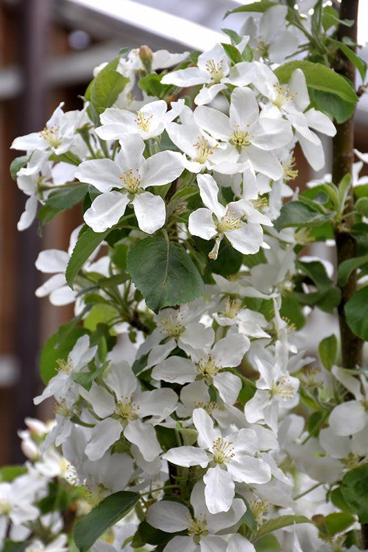 Apple Tree 'Honeycrisp' (PLU 47111)