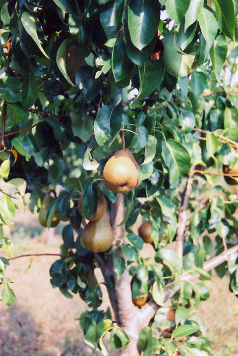 Pear Tree - 'BOSC' (PLU 13057)