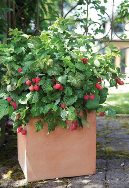 Bushel & Berry "RASPBERRY SHORTCAKE" (product # 23842)