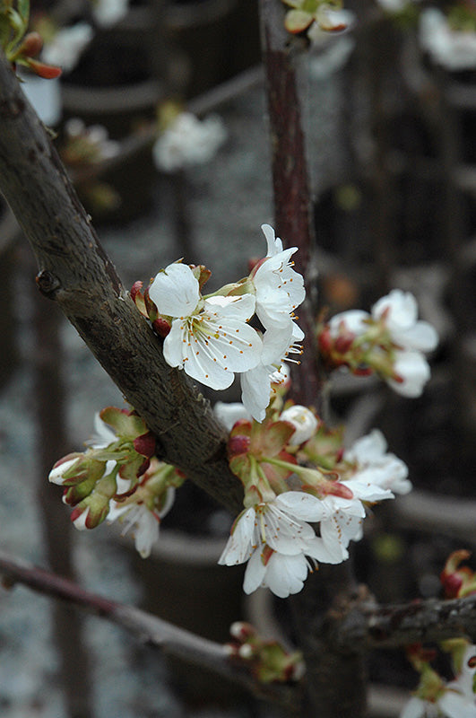 'STELLA' Sweet Cherry Tree  (PLU 15848)